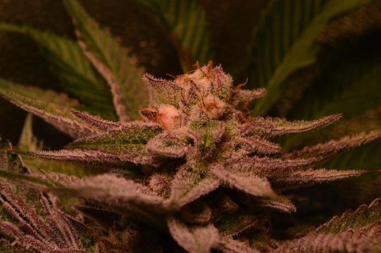 •WC×BBC • Lemonite•. Week 13