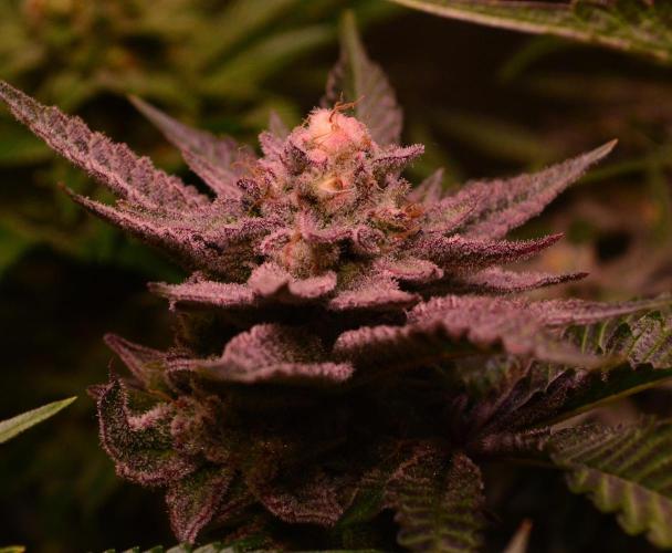 •WC×BBC • Lemonite•. Week 13