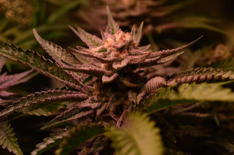 •WC×BBC • Lemonite•. Week 13