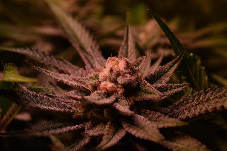 •WC×BBC • Lemonite•. Week 13