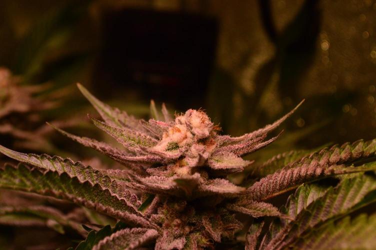 •WC×BBC • Lemonite•. Week 13