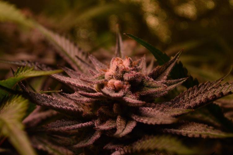 •WC×BBC • Lemonite•. Week 13