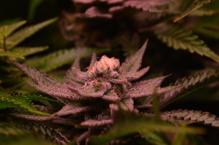 •WC×BBC • Lemonite•. Week 13