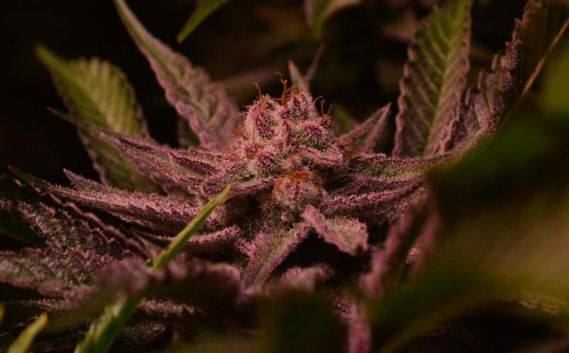 •WC×BBC • Lemonite•. Week 13