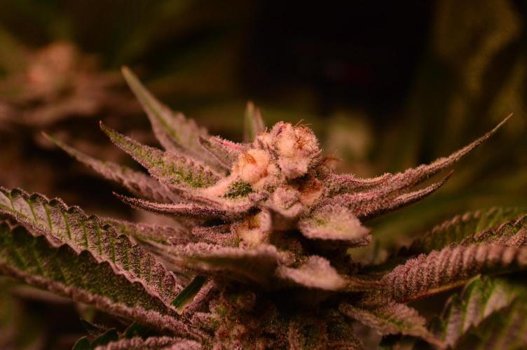 •WC×BBC • Lemonite•. Week 13