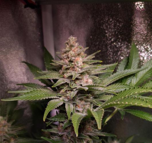 •WC×BBC • Lemonite•. Week 13