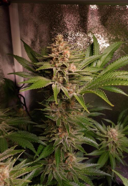 •WC×BBC • Lemonite•. Week 13