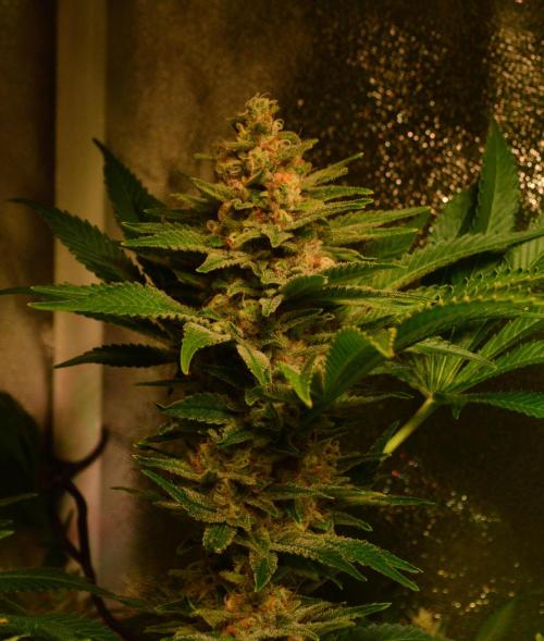 •WC×BBC • Lemonite•. Week 13