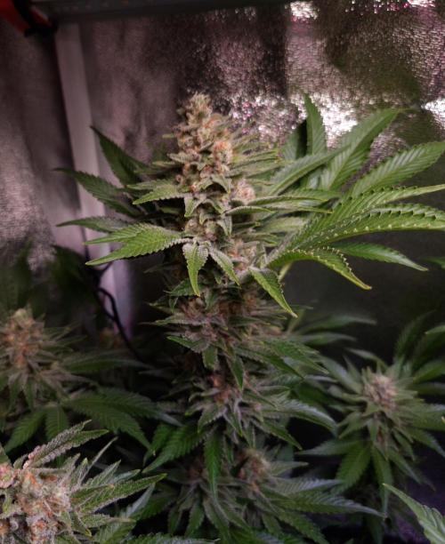 •WC×BBC • Lemonite•. Week 13