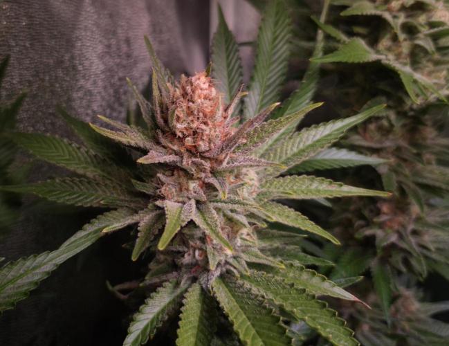 •WC×BBC • Lemonite•. Week 13 - Budrot D90/48F