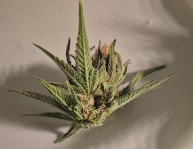 •WC×BBC • Lemonite•. Week 13