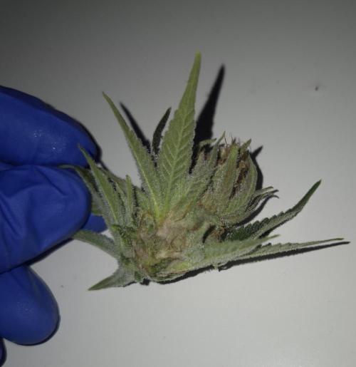 •WC×BBC • Lemonite•. Week 13