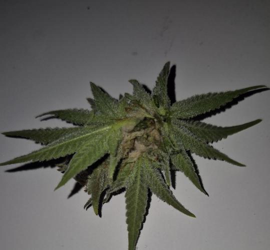 •WC×BBC • Lemonite•. Week 13