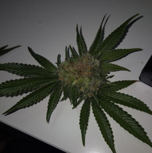 •WC×BBC • Lemonite•. Week 13