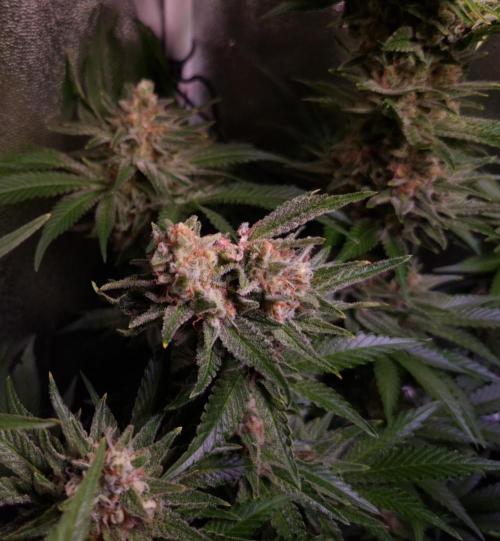 •WC×BBC • Lemonite•. Week 13 - S91/49F // 1 day after cutting