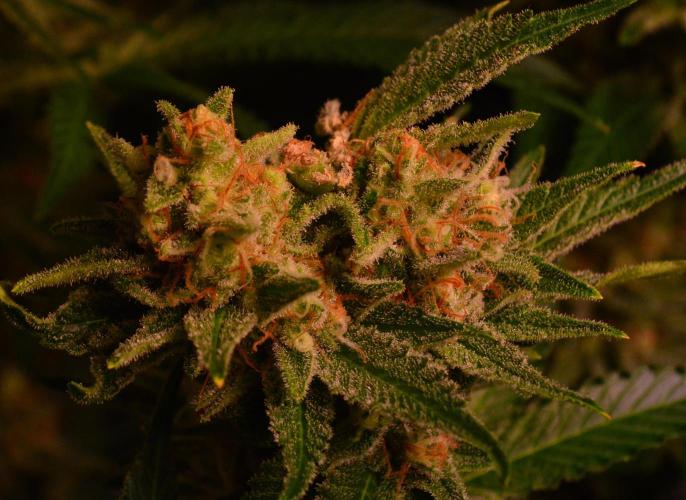 •WC×BBC • Lemonite•. Week 13