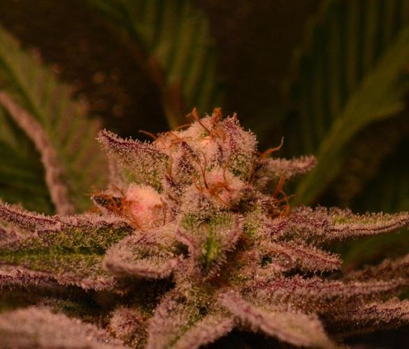 •WC×BBC • Lemonite•. Week 13