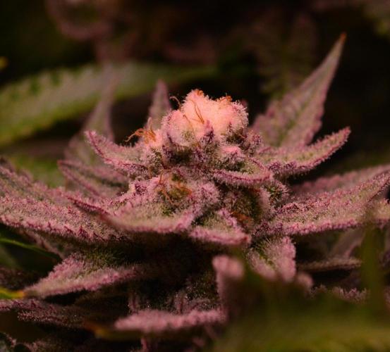 •WC×BBC • Lemonite•. Week 13