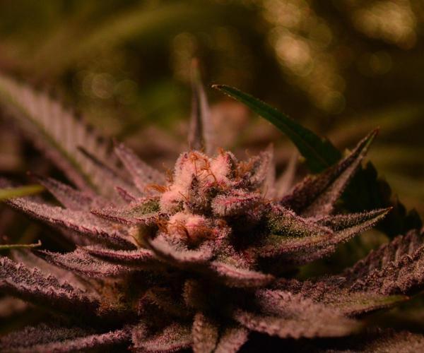 •WC×BBC • Lemonite•. Week 13