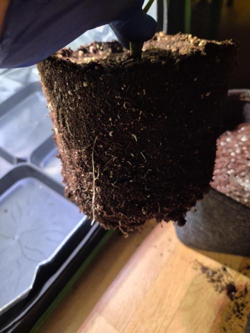 •LEMONITE • CLONES•. Week 5