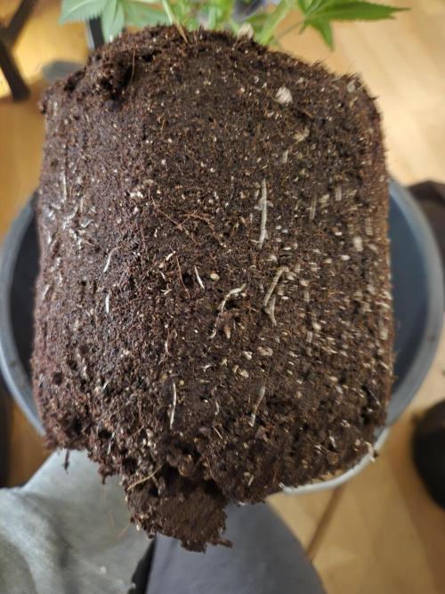 •LEMONITE • CLONES•. Week 5