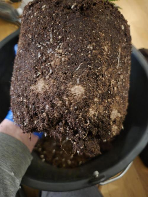 •LEMONITE • CLONES•. Week 5