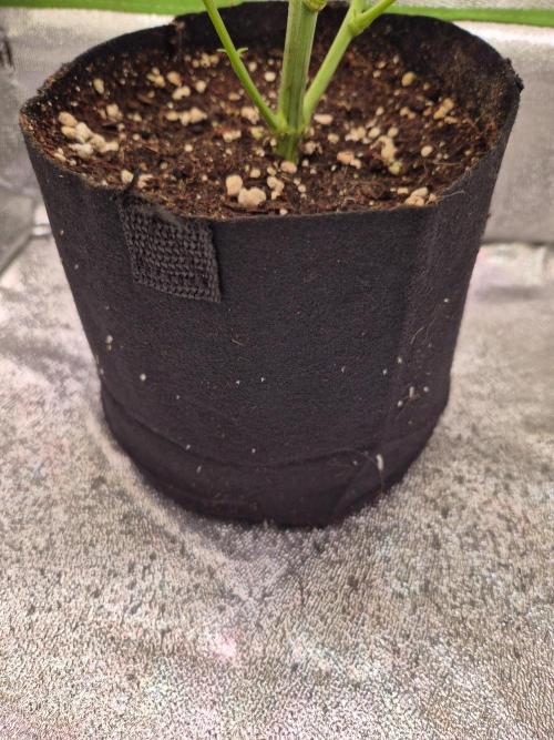 •LEMONITE • CLONES•. Week 5