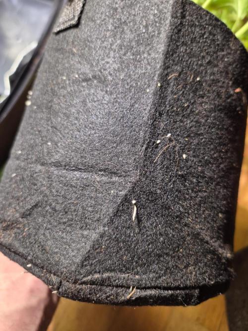 •LEMONITE • CLONES•. Week 5