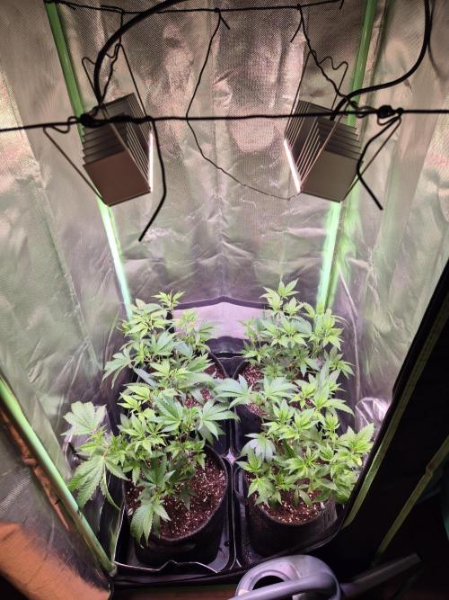 •LEMONITE • CLONES•. Week 5