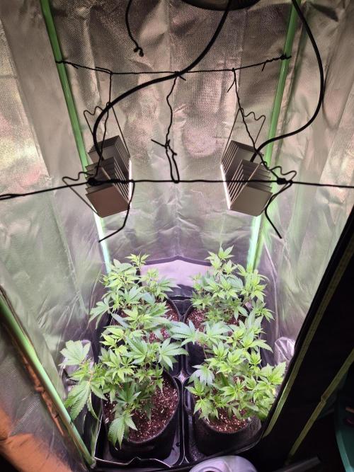 •LEMONITE • CLONES•. Week 5