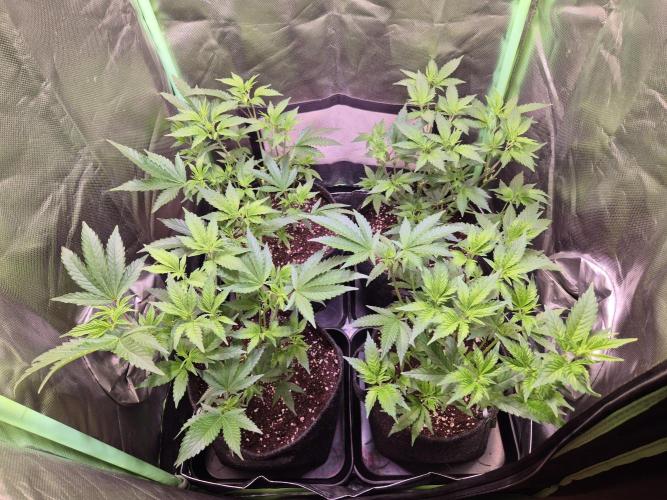 •LEMONITE • CLONES•. Week 5