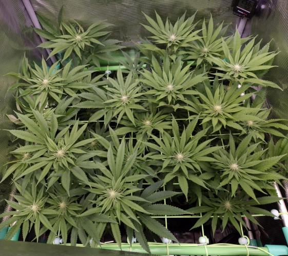 • Lemon Orange •. Week 9 - D60/18F