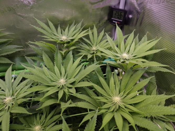 • Lemon Orange •. Week 9 - D60/18F