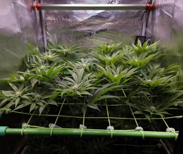 • Lemon Orange •. Week 9 - D61/19F