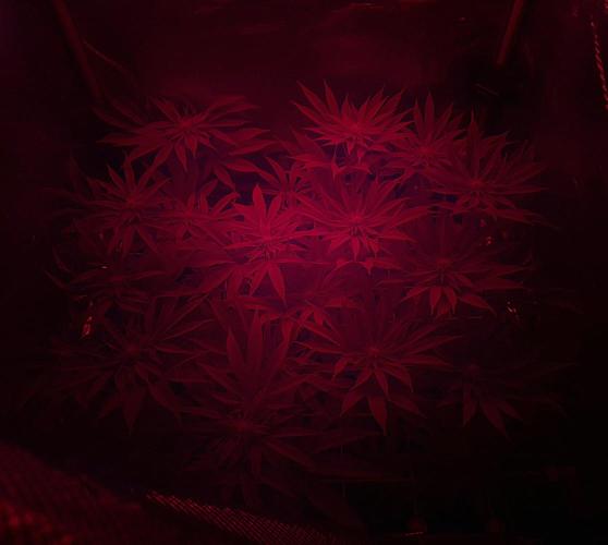 • Lemon Orange •. Week 9 - D61/19F // sleep time 