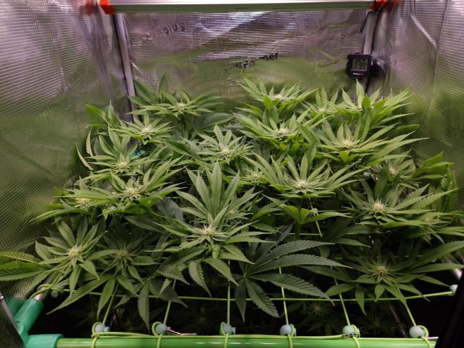 • Lemon Orange •. Week 9 - D63/21F