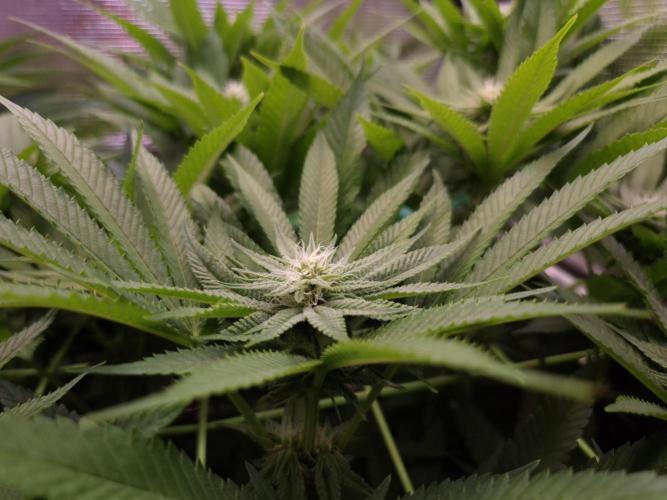 • Lemon Orange •. Week 9 - D63/21F