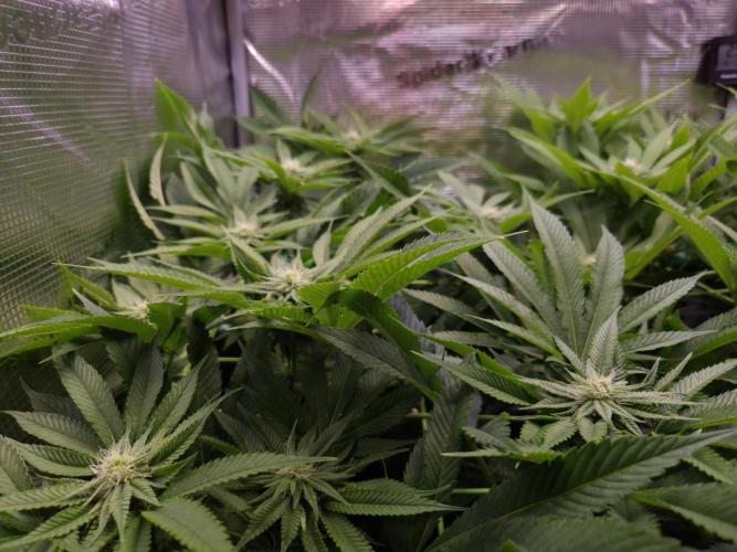 • Lemon Orange •. Week 9