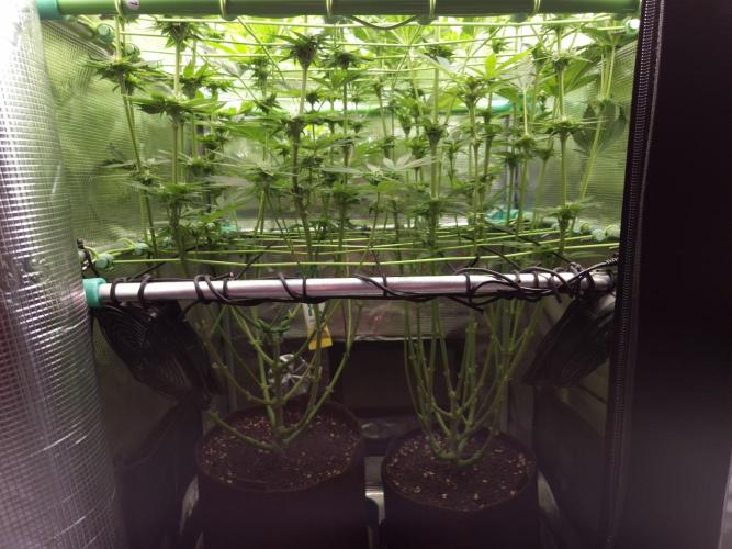 • Lemon Orange •. Week 9