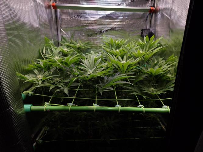 • Lemon Orange •. Week 9