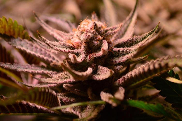 •WC×BBC • Lemonite•. Week 14 - D98/56F // WCxBBC 