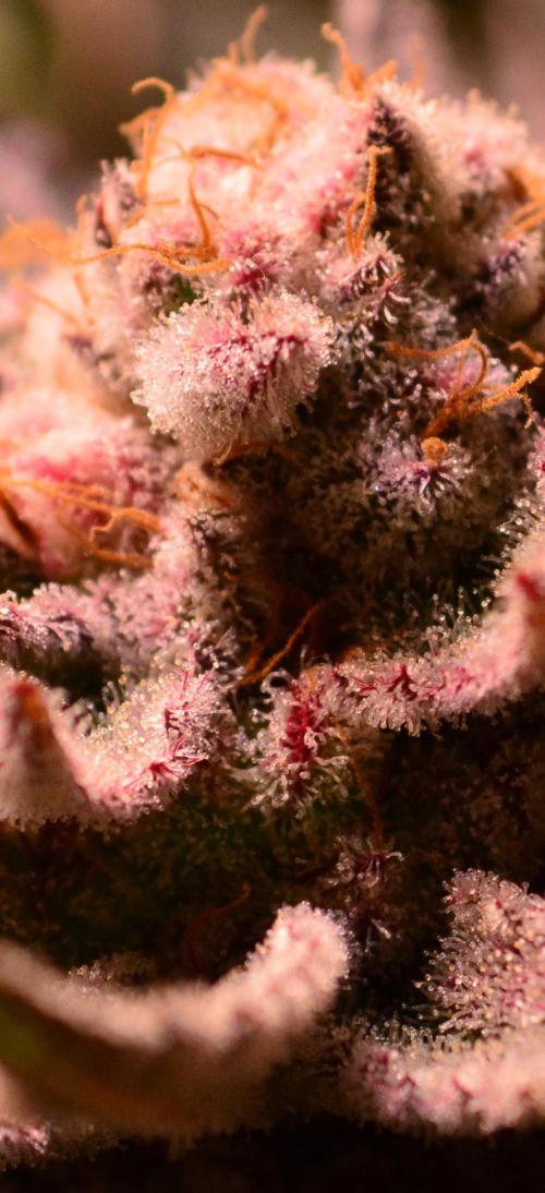 •WC×BBC • Lemonite•. Week 14