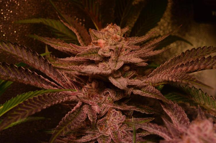 •WC×BBC • Lemonite•. Week 14