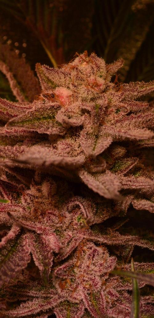 •WC×BBC • Lemonite•. Week 14