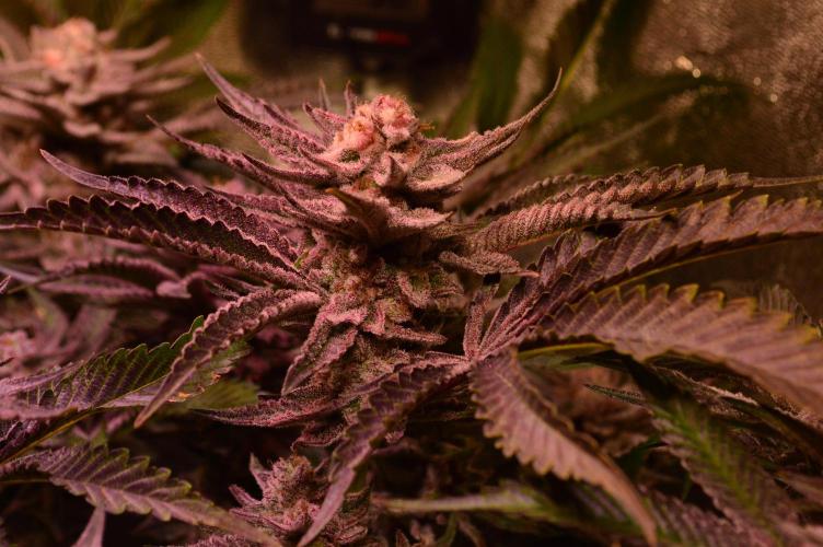 •WC×BBC • Lemonite•. Week 14