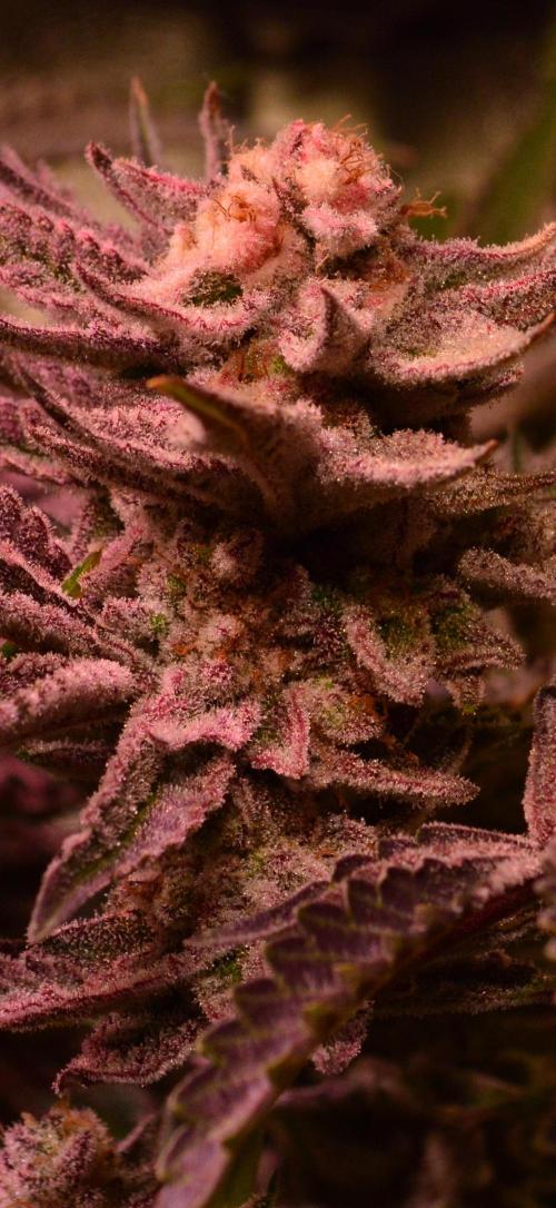 •WC×BBC • Lemonite•. Week 14