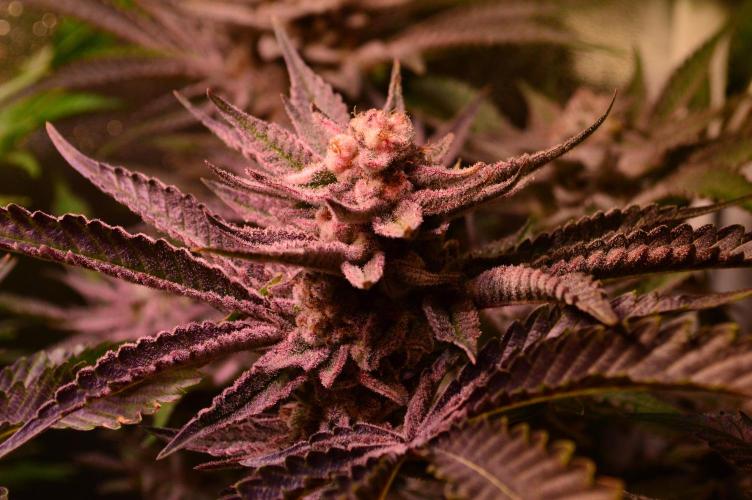 •WC×BBC • Lemonite•. Week 14