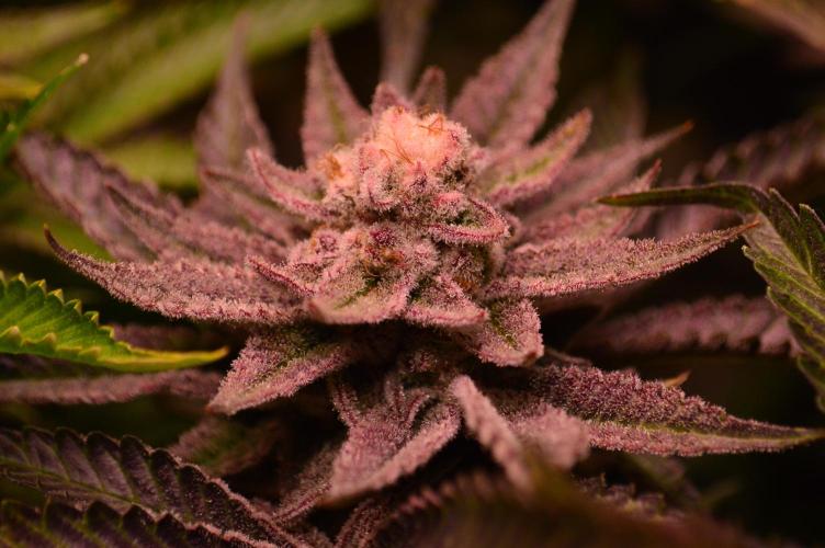 •WC×BBC • Lemonite•. Week 14