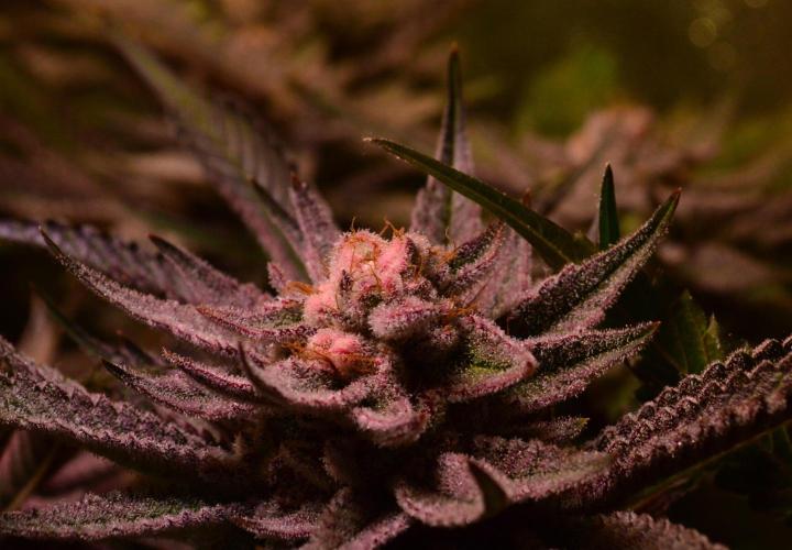 •WC×BBC • Lemonite•. Week 14