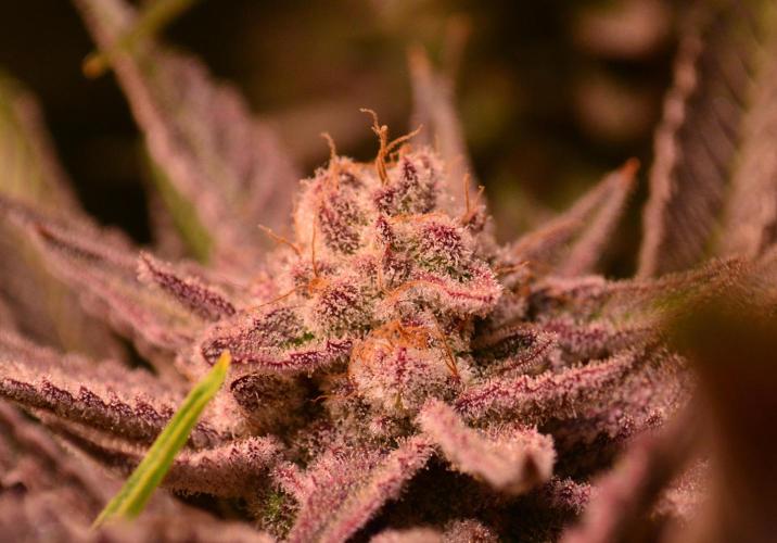 •WC×BBC • Lemonite•. Week 14